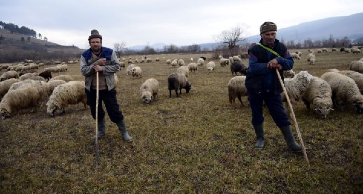 Ciobanii care urăsc fotbalul » Unicul sport care contează în singura stînă europeană din România e boxul!