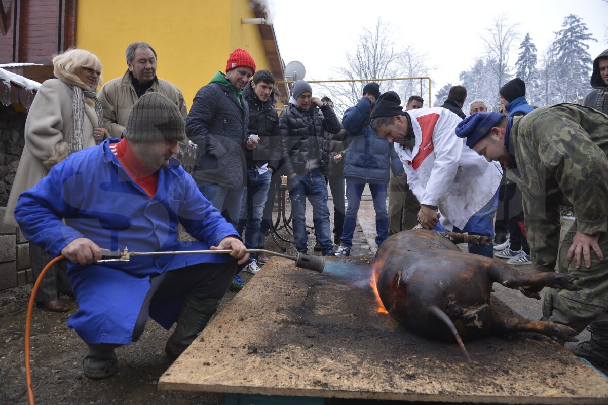 FOTO şi VIDEO Steliştii au tăiat porcul şi sărbătoresc locul 1 cu lăutari » Reghe: "Facem o petrecere cum n-a mai fost"