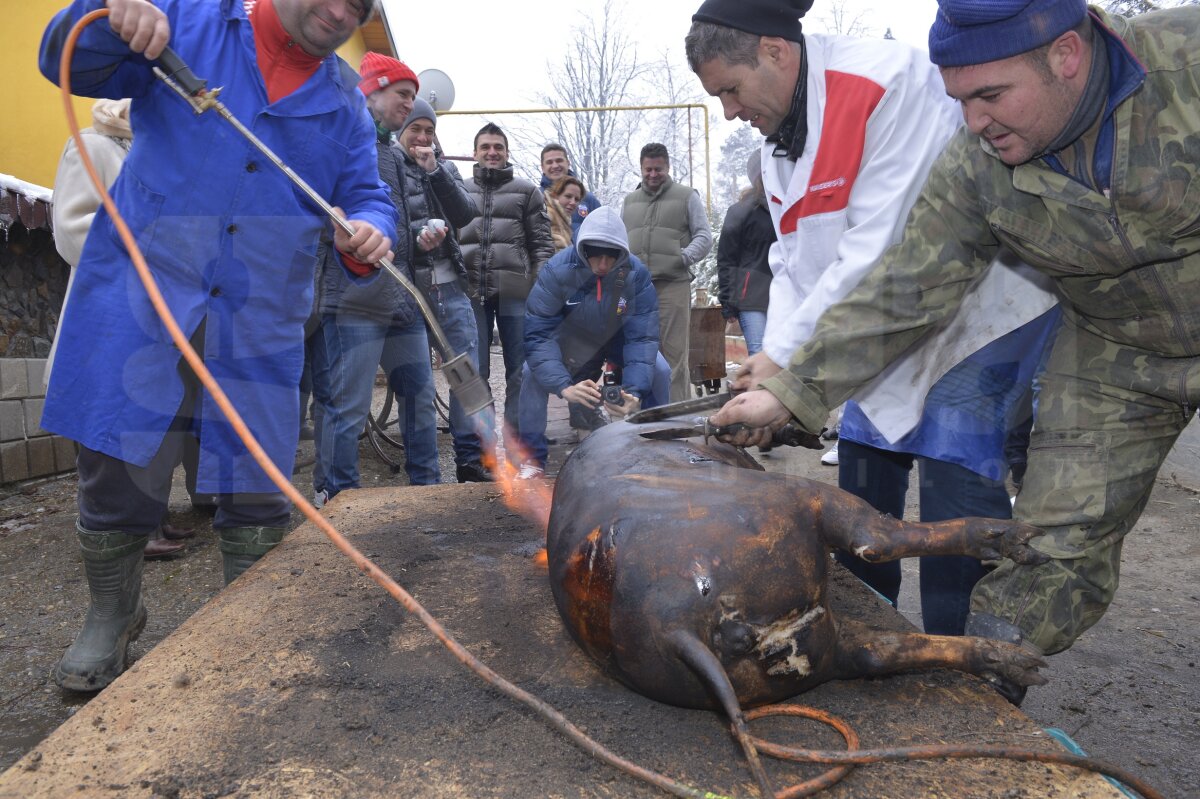 FOTO şi VIDEO Steliştii au tăiat porcul şi sărbătoresc locul 1 cu lăutari » Reghe: "Facem o petrecere cum n-a mai fost"