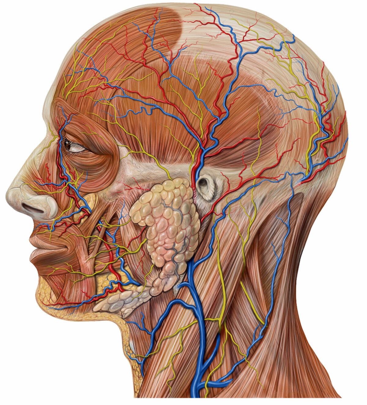 Operaţia lui Vilanova s-a încheiat » Va rămîne 3-4 zile în spital