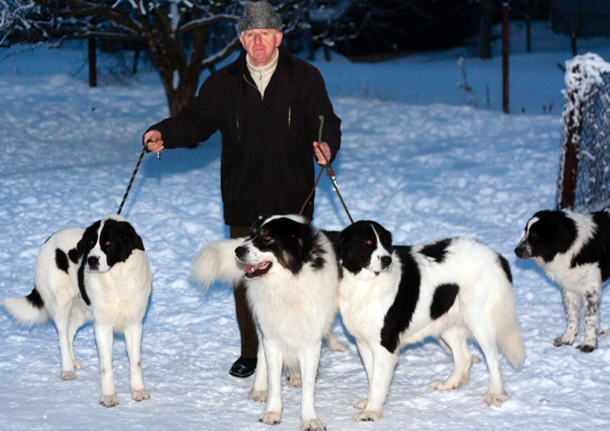 Rasa mîndriei bucovinene » Concursurile de ciobăneşti de Bucovina au devenit adevărate spectacole