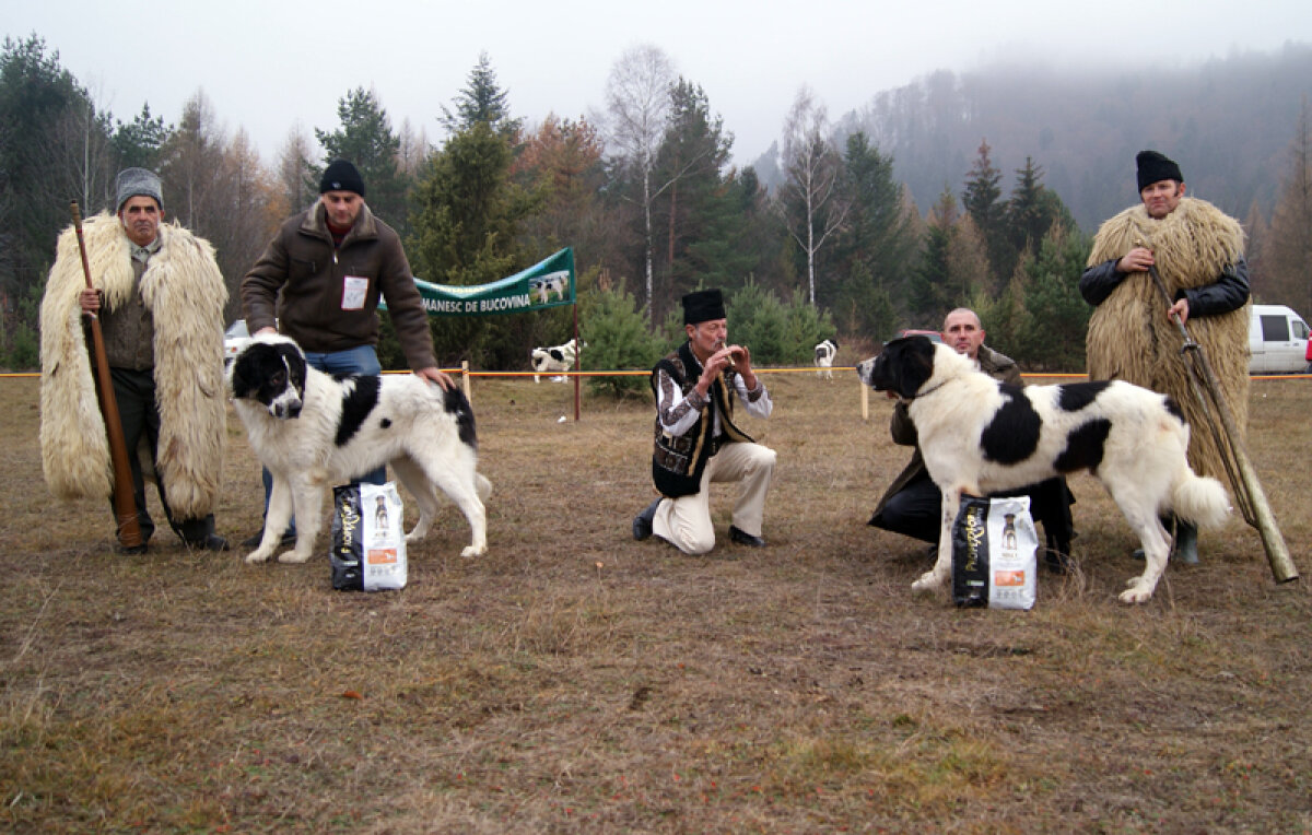 Rasa mîndriei bucovinene » Concursurile de ciobăneşti de Bucovina au devenit adevărate spectacole