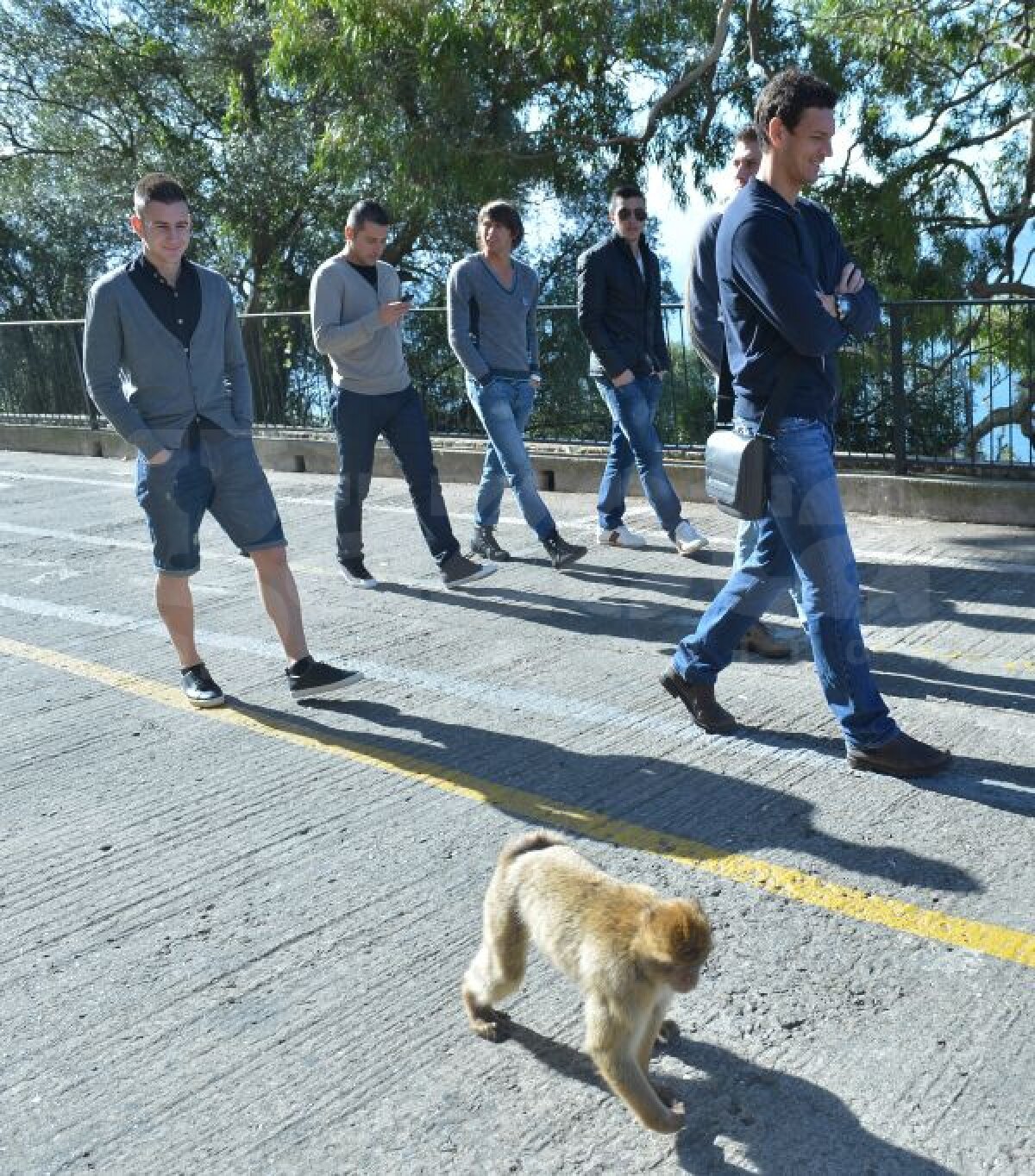 FOTO Maimuţele şi campionii » După 4 zile de antrenamente tari, clujenii s-au distrat ieri în Gibraltar