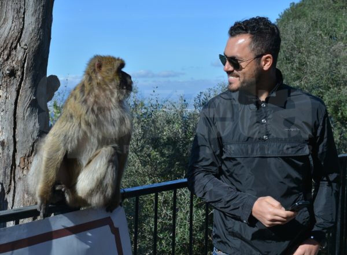 FOTO Maimuţele şi campionii » După 4 zile de antrenamente tari, clujenii s-au distrat ieri în Gibraltar