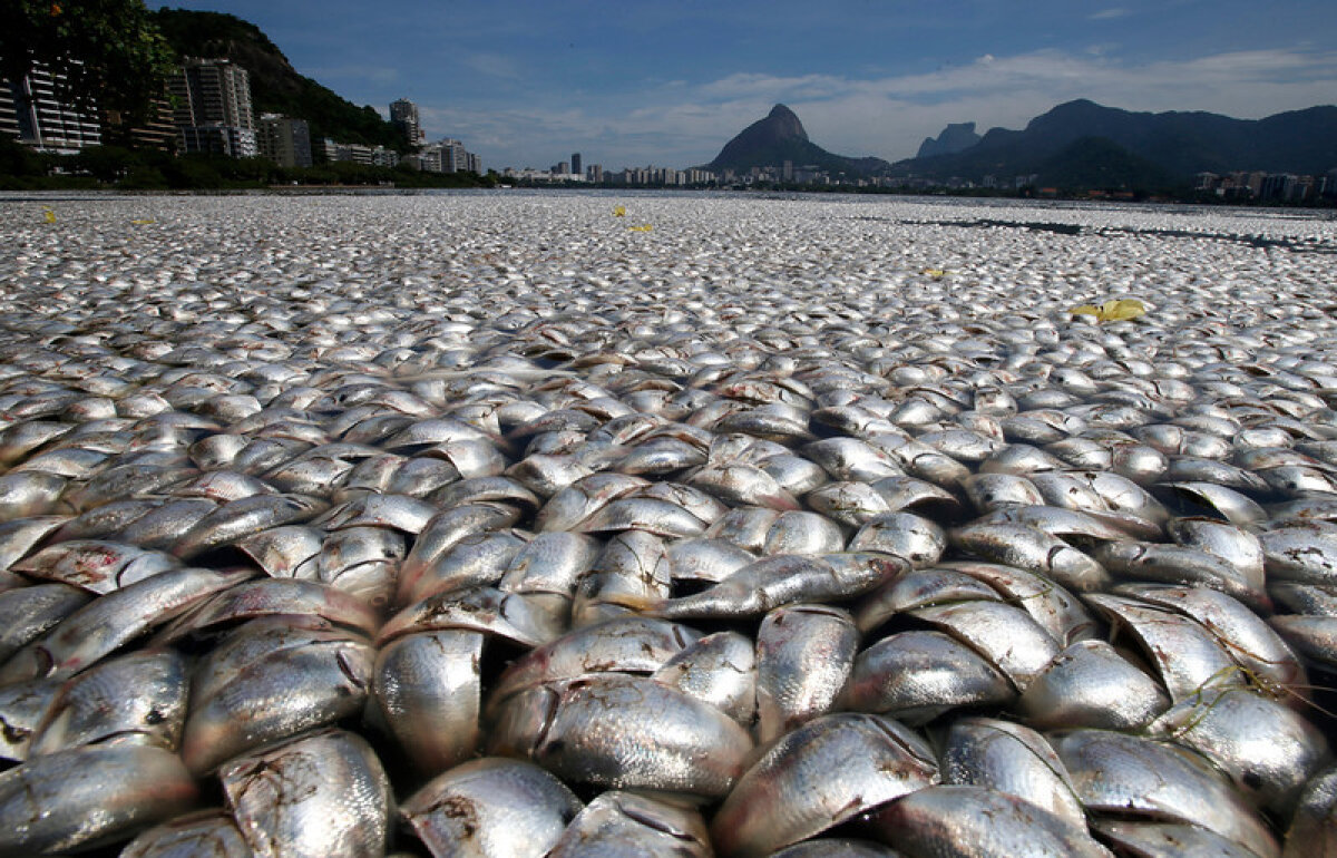 GALERIE FOTO 65 de tone de peşti morţi pe lacul olimpic din Rio de Janeiro