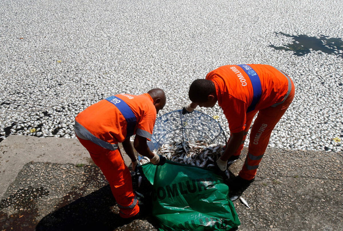 GALERIE FOTO 65 de tone de peşti morţi pe lacul olimpic din Rio de Janeiro