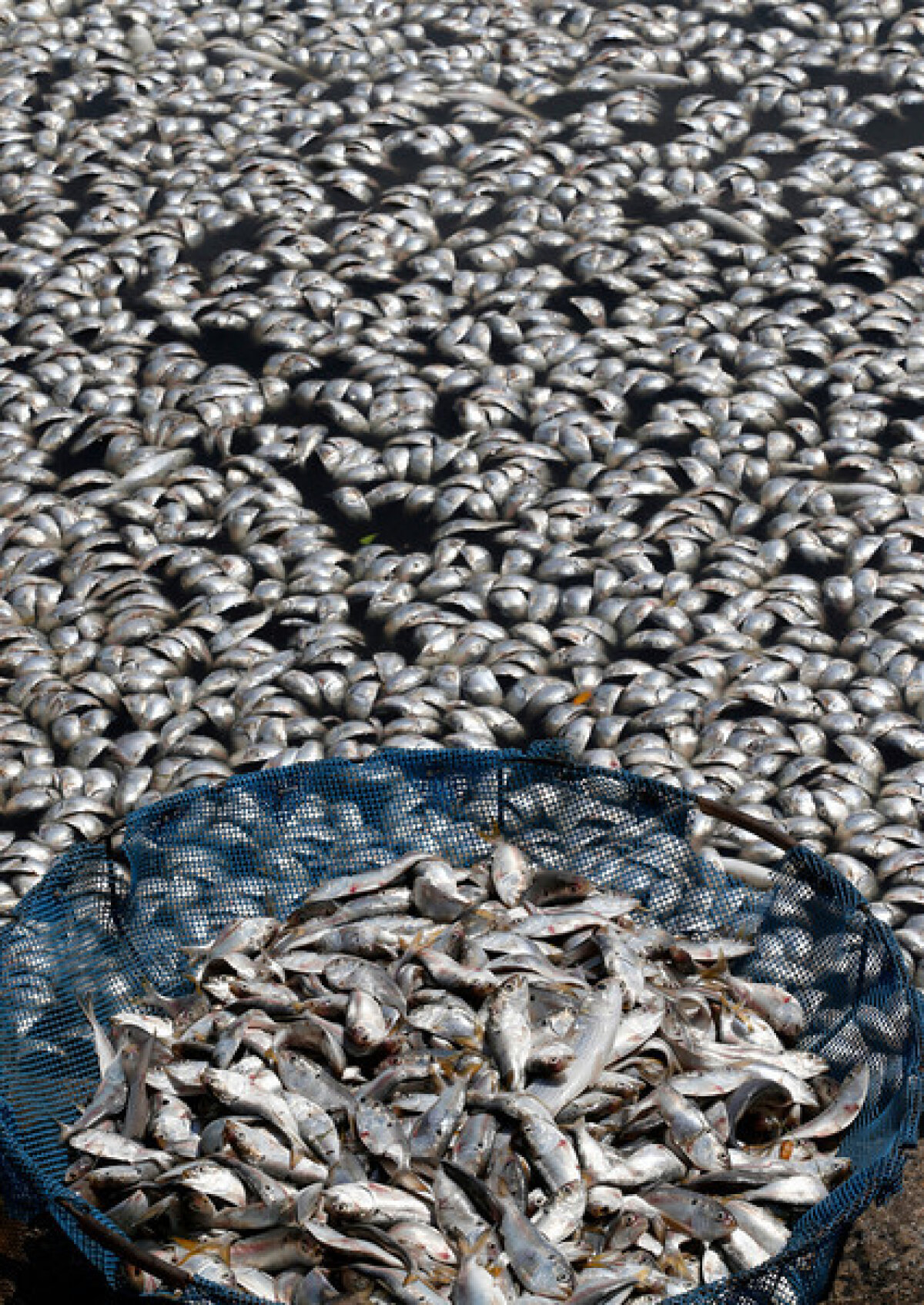 GALERIE FOTO 65 de tone de peşti morţi pe lacul olimpic din Rio de Janeiro