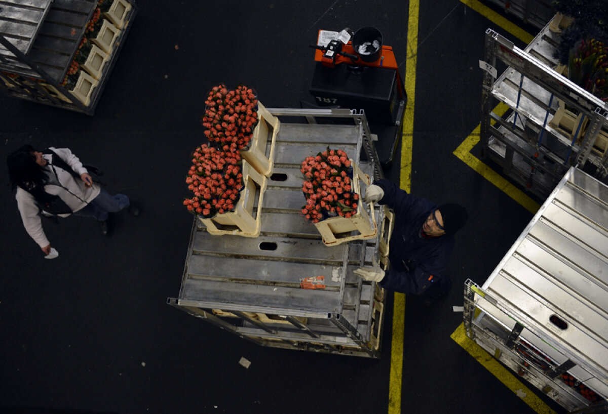 FOTO Paradisul petalelor » În vizită la cea mai mare bursă de flori din lume