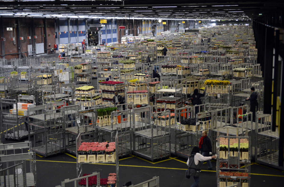 FOTO Paradisul petalelor » În vizită la cea mai mare bursă de flori din lume