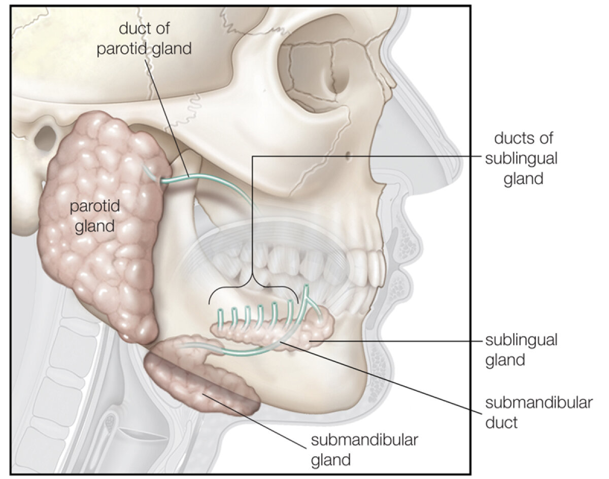 Viaţa după Tito » Barcelona l-ar putea prezenta mîine pe succesorul lui Vilanova! Cei 4 favoriţi