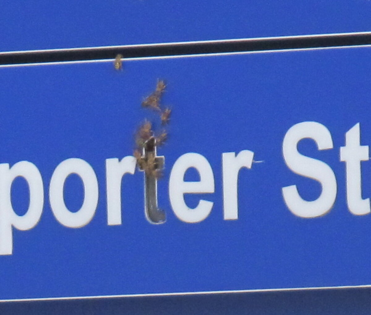 FOTO Armata dărîmă "Templul" » Stadionul Ghencea arată ca o ruină: buruieni, viespi şi o imagine dezolantă