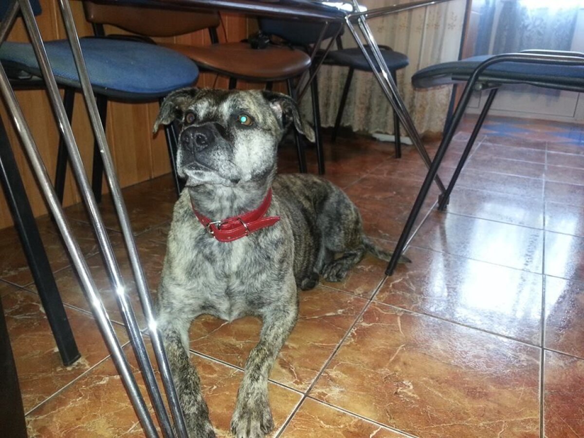 Promisiunea Ralucăi » Sbîrcia şi-a propus să adopte un maidanez dacă va cîştiga o medalie la Mondiale