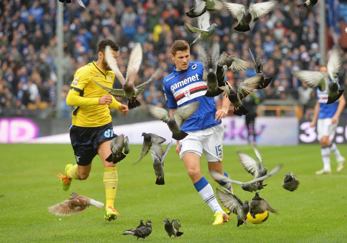 Contrastele fotbalului: sînge şi porumbei » Ultraşii se desfigurează, păsările invadează stadionul