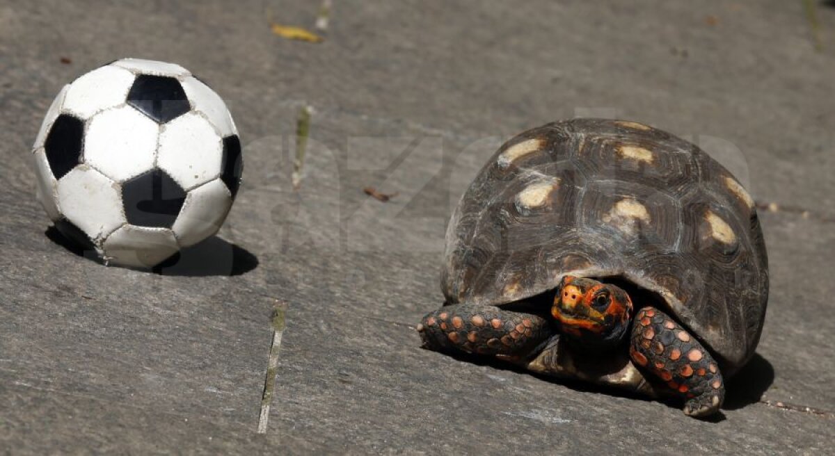 FOTO Culorile Braziliei » Spectacolul fără minge la Mondial
