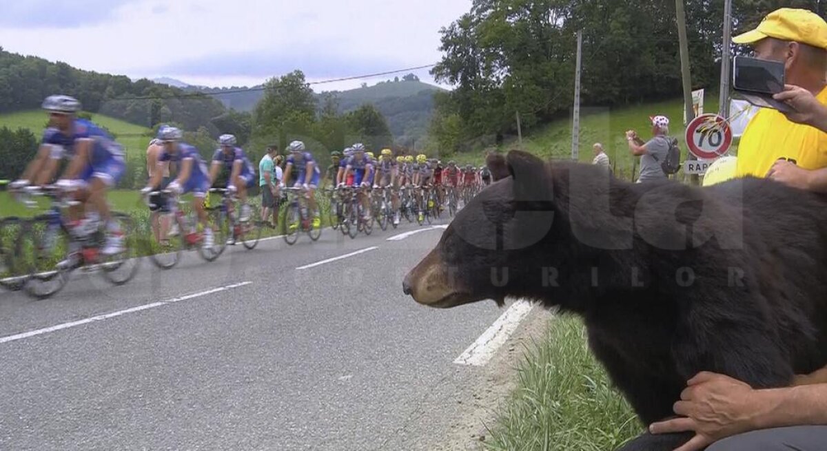 Slalom printre elefanţi » Nibali a sugrumat o competiţie în care doar fauna mai ridică sprîncene :D