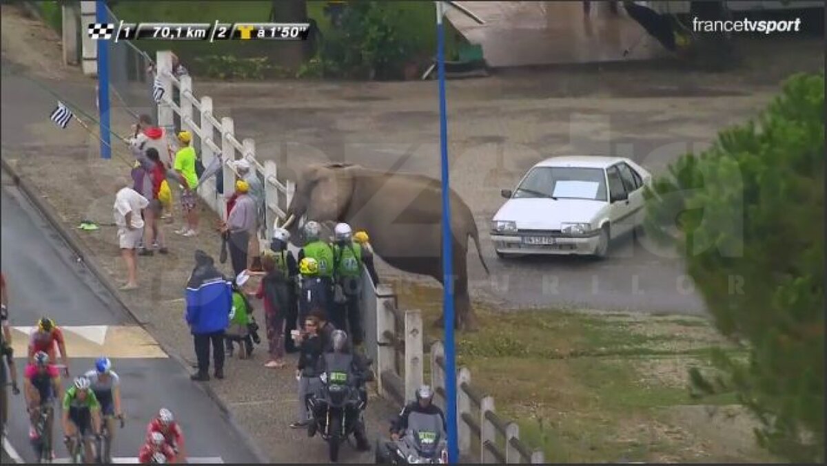 Slalom printre elefanţi » Nibali a sugrumat o competiţie în care doar fauna mai ridică sprîncene :D