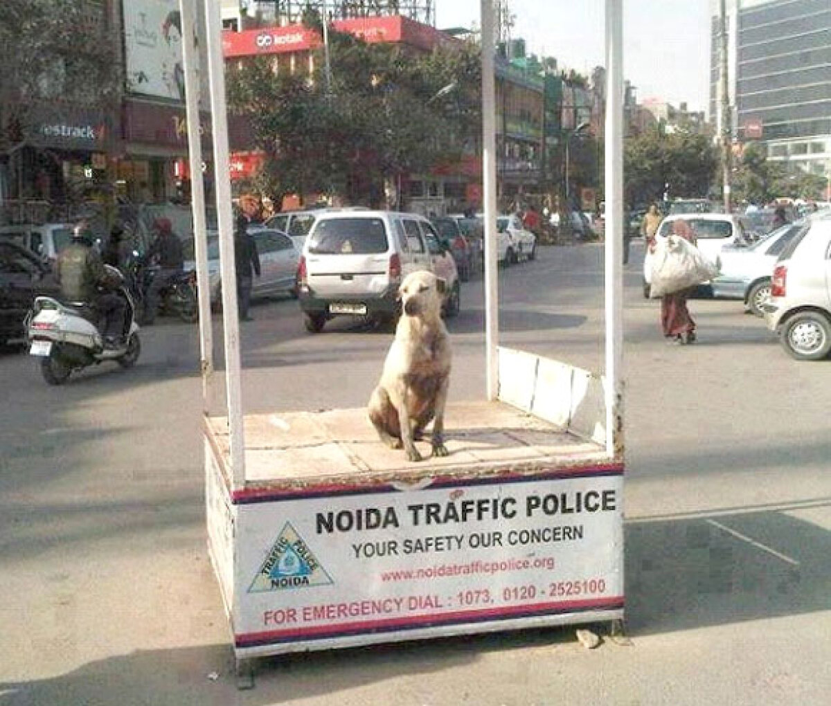 Top 10 lucruri amuzante despre eventualul transfer al lui Mutu în India » Omul cu coadă îi rezolvă accidentările, limita e 100 de sms-uri şi kilogramele în plus nu sînt amendate :D