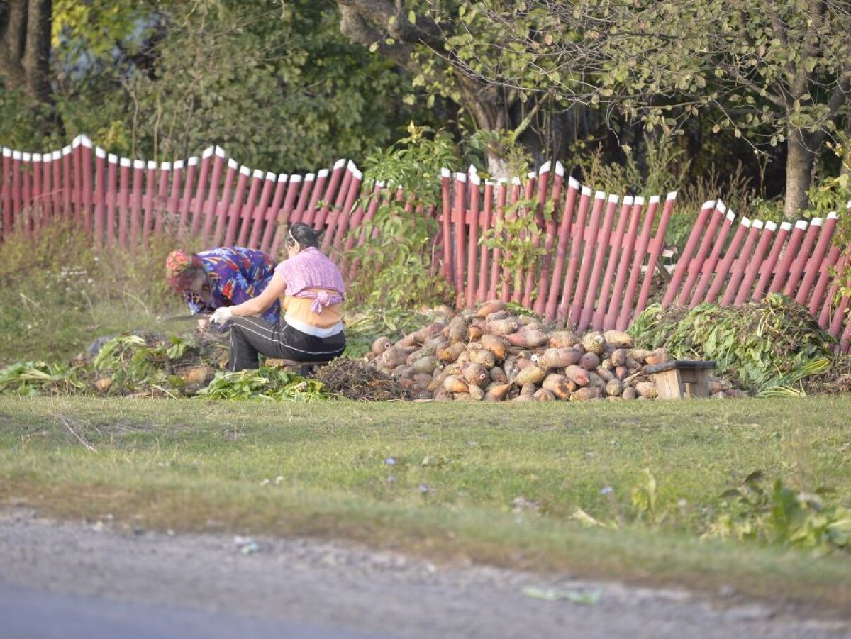 Reciclarea sfeclei :) » Trimisul Gazetei din Ucraina a descoperit sportul naţional din vestul ţării vecine: culesul şi vîndutul legumelor căzute din KAMAZ