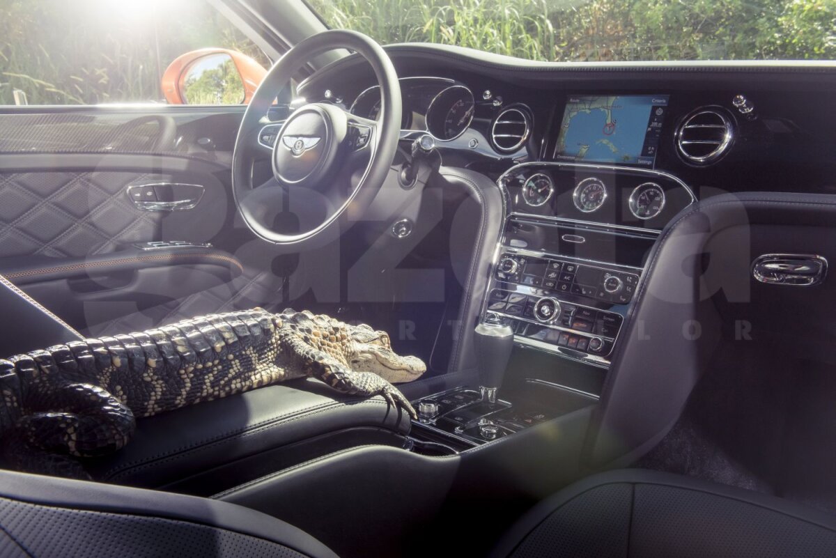 FOTO În gura aligatorilor » Britanicii de la TopGear au dus un Bentley în ţinutul mlăştinos al Floridei
