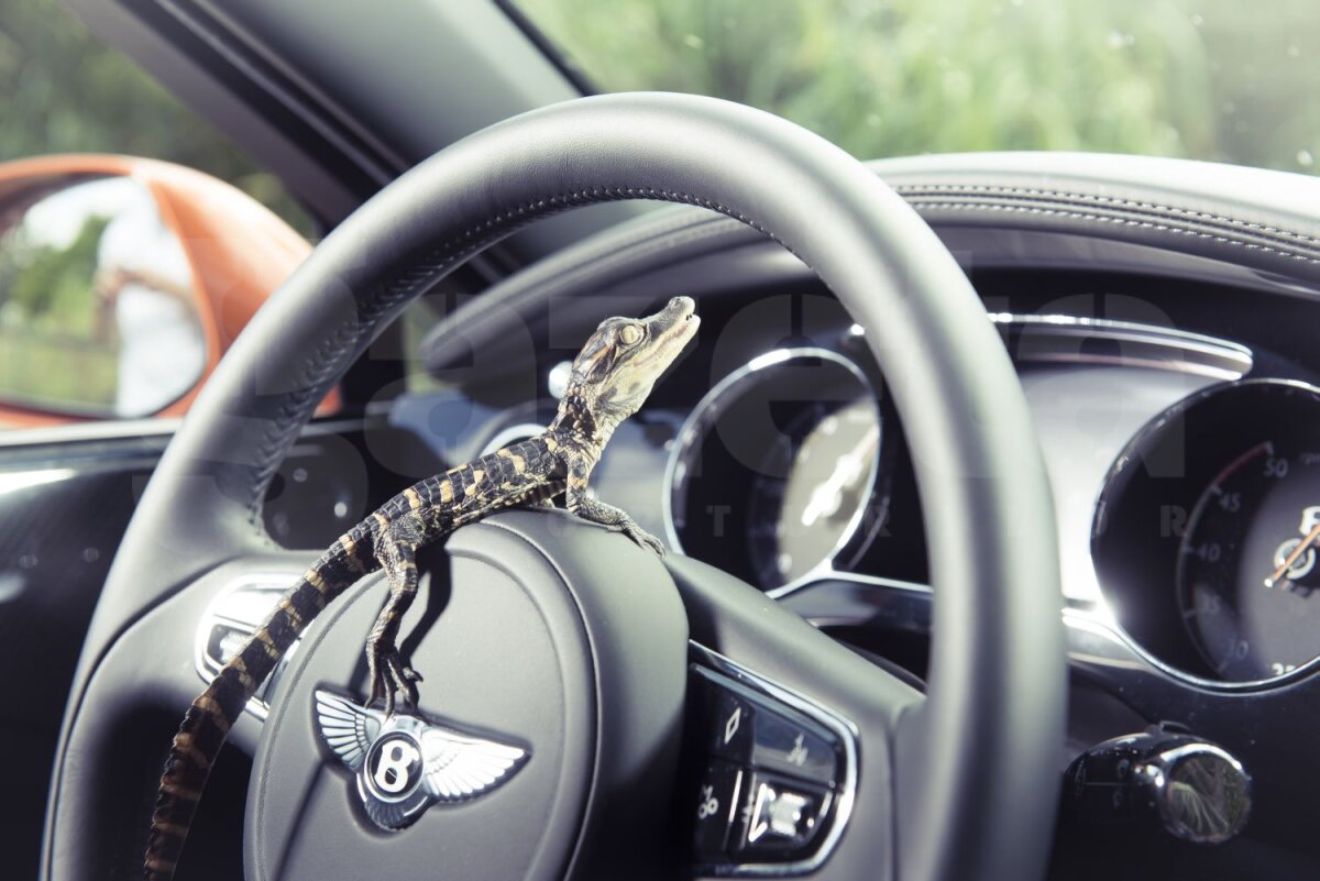 FOTO În gura aligatorilor » Britanicii de la TopGear au dus un Bentley în ţinutul mlăştinos al Floridei