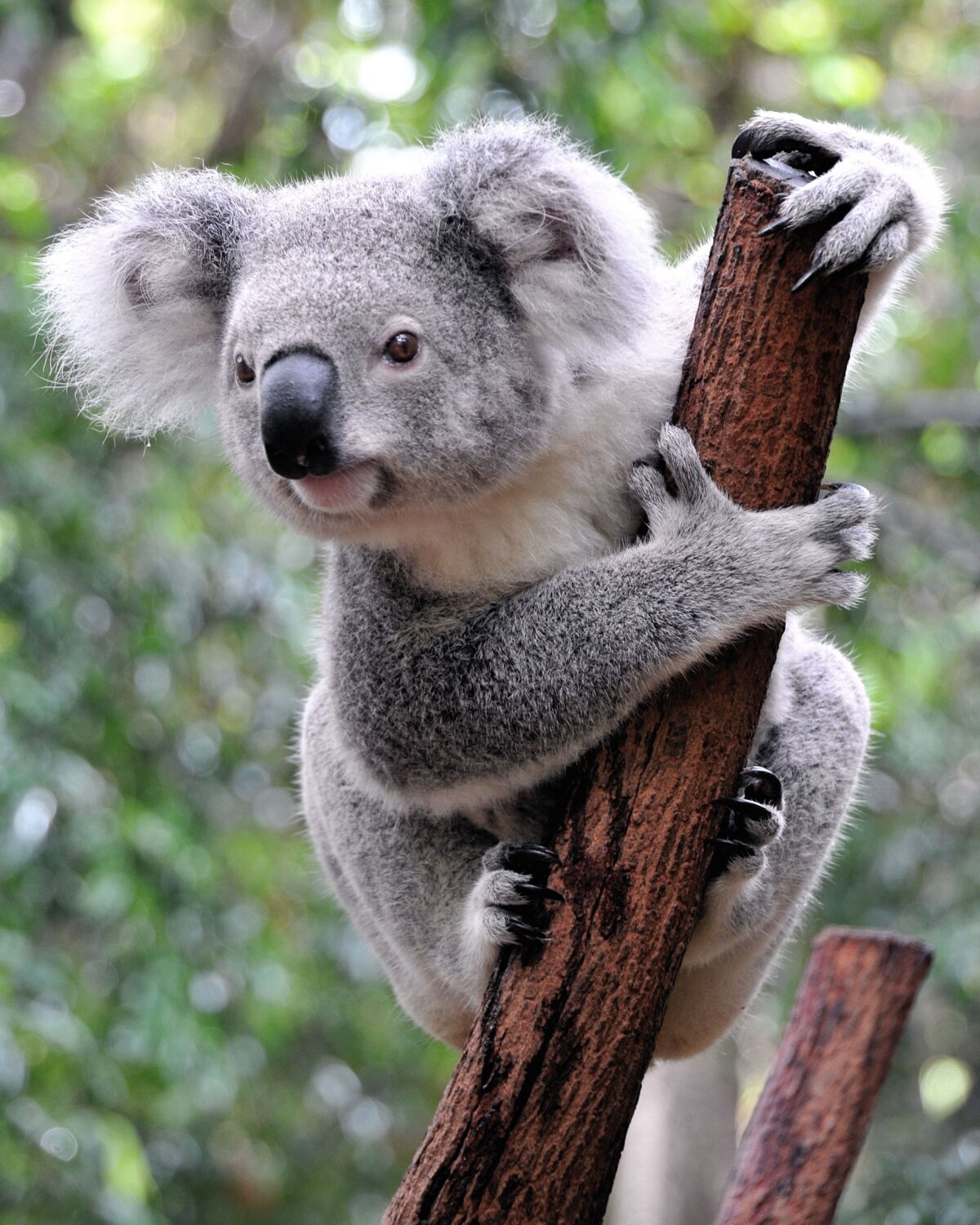 FOTO Imaginea săptămînii în fotbalul mondial! :D » Ce spune "fotbalistul-koala" despre gestul lui