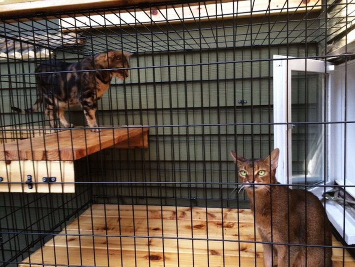 Regina pisicilor :) Pare o casă normală, dar proprietarii au modificat totul pentru animalul lor preferat