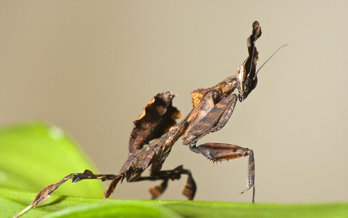 FOTO&VIDEO Această insectă există în realitate!