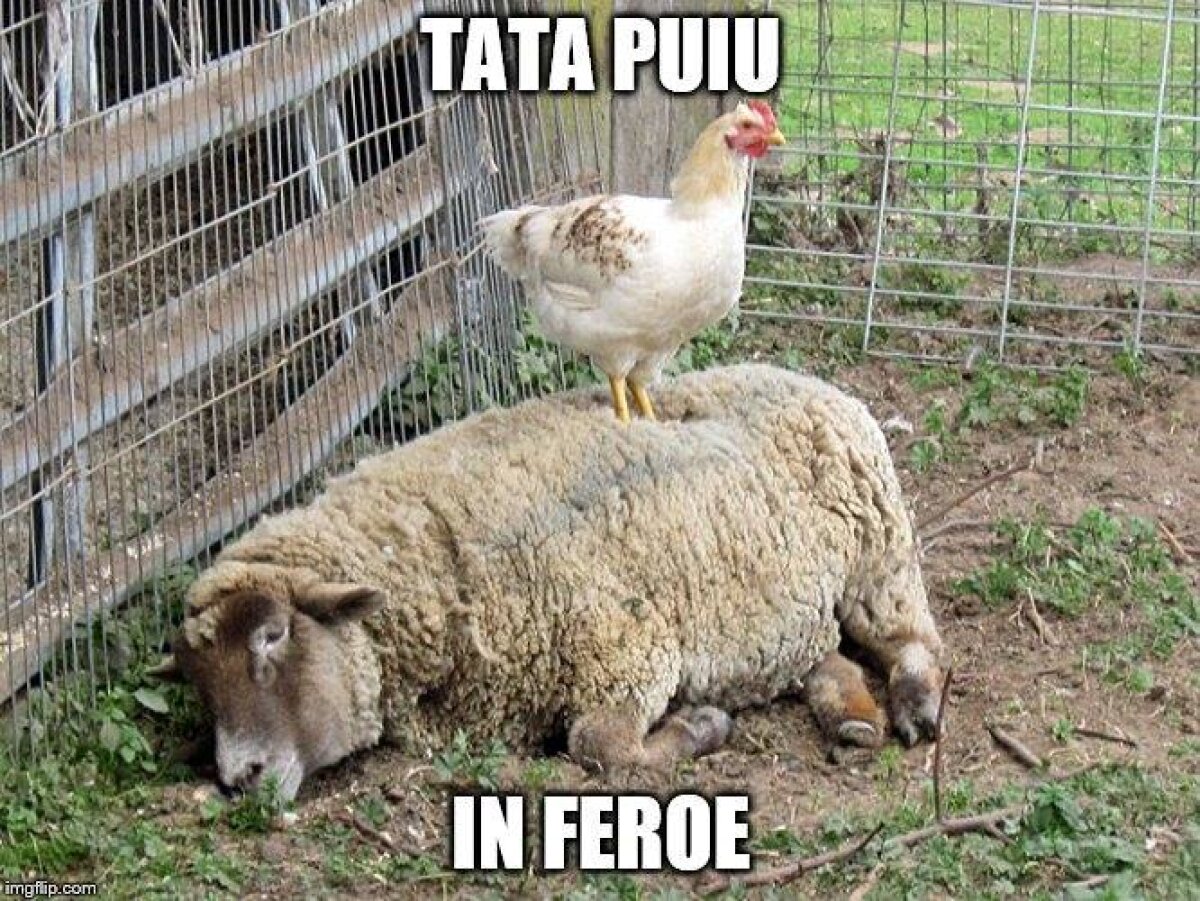 FOTO Cele mai tari poante pe net după remiza cu Finlanda!