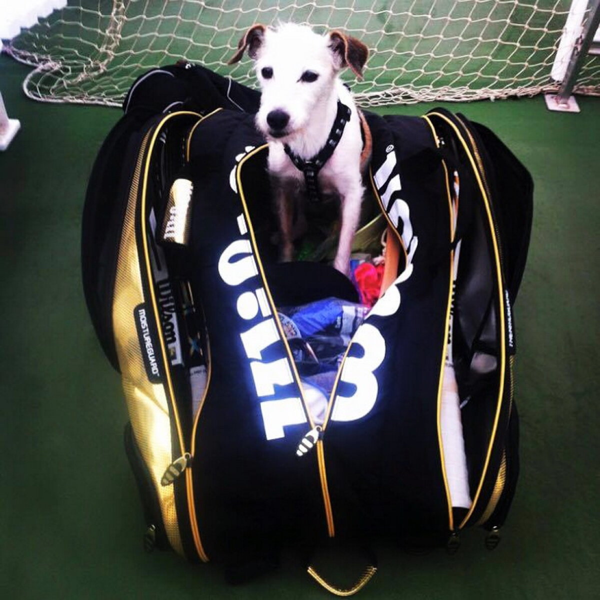 Serena Williams trece prin momente grele! A pierdut o ființă foarte dragă