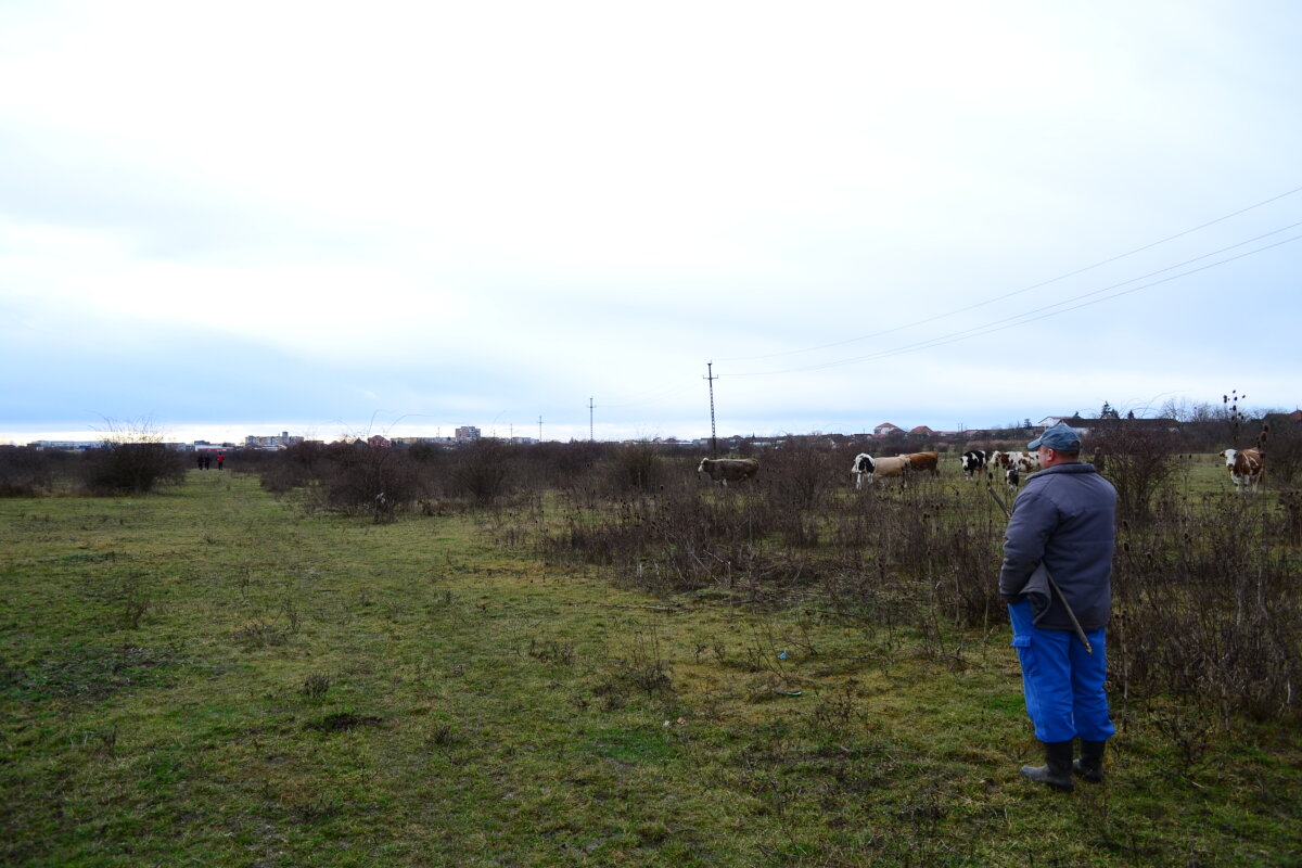 FOTO Şoimii Pîncota s-a antrenat ieri la marginea oraşului, printre mărăcini şi bovine: "Cine l-a pus pe ăla cu vacile să vină chiar cînd ne antrenam?!" :)