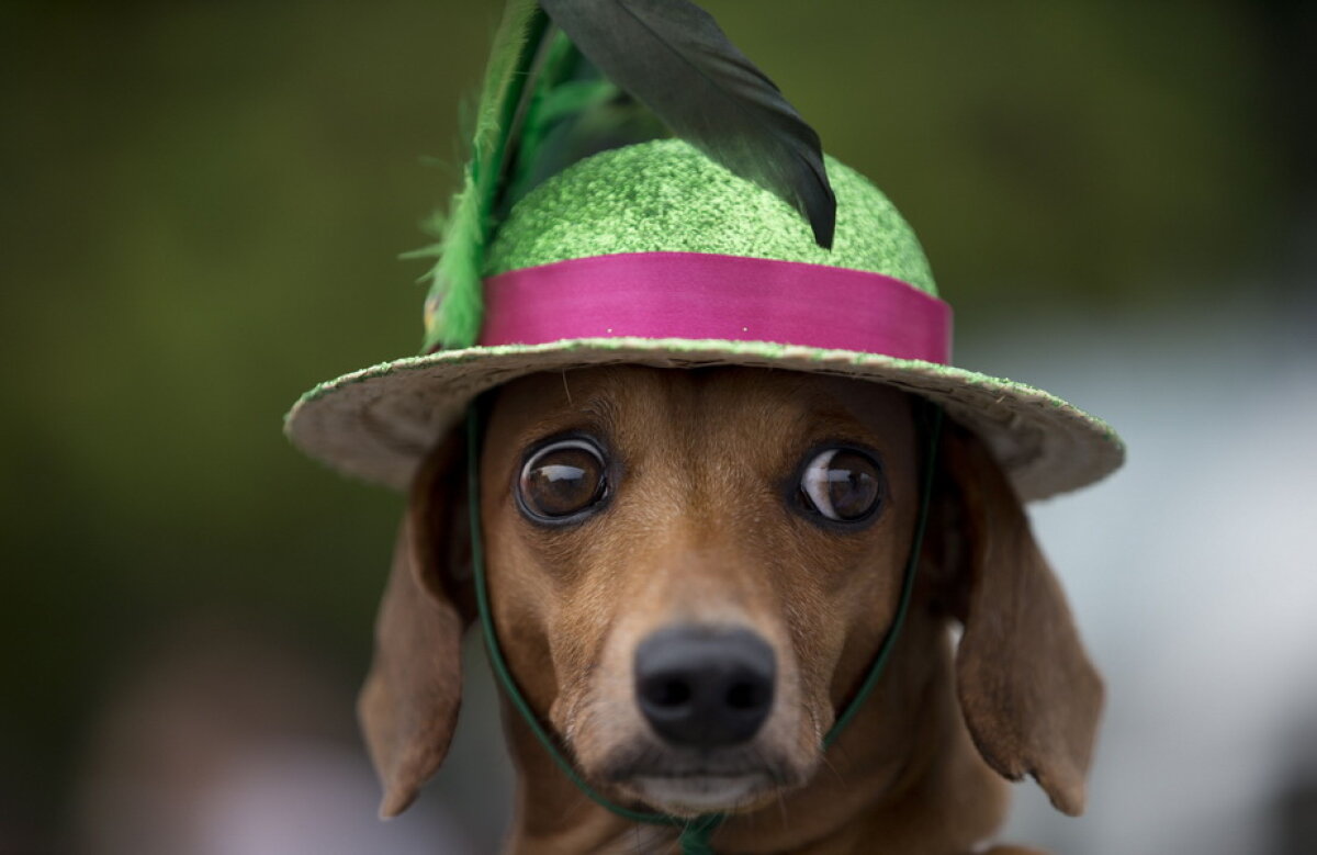 Carnavalul căţeilor, la Rio de Janeiro