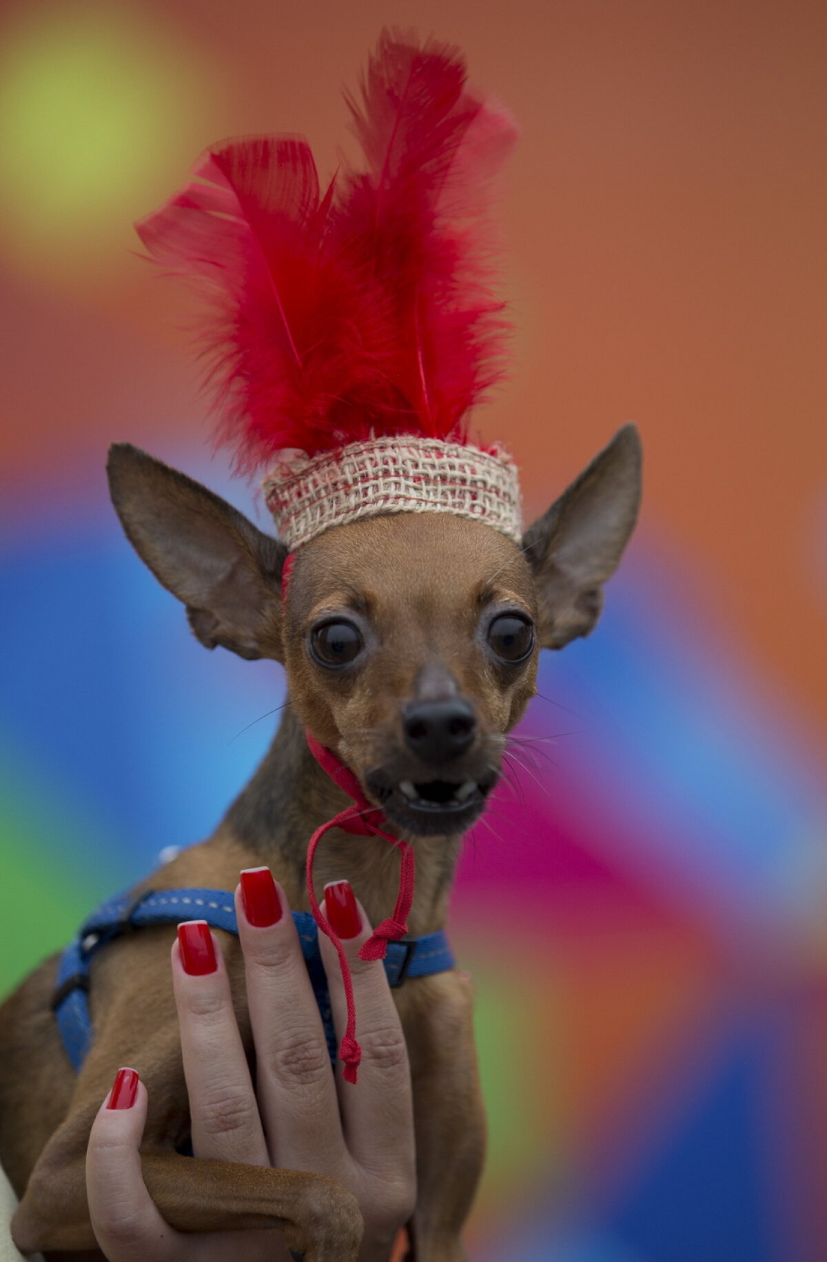 Carnavalul căţeilor, la Rio de Janeiro