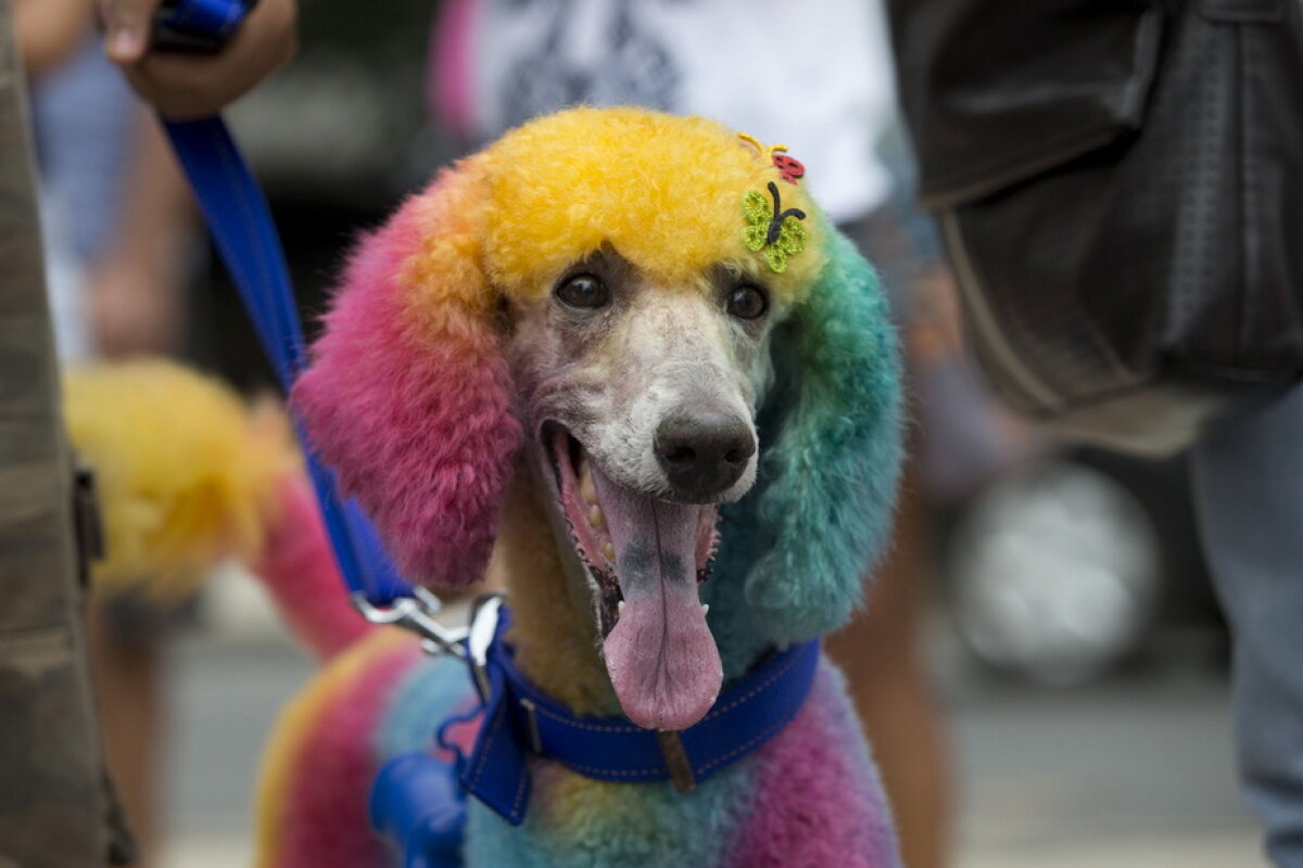 Carnavalul căţeilor, la Rio de Janeiro