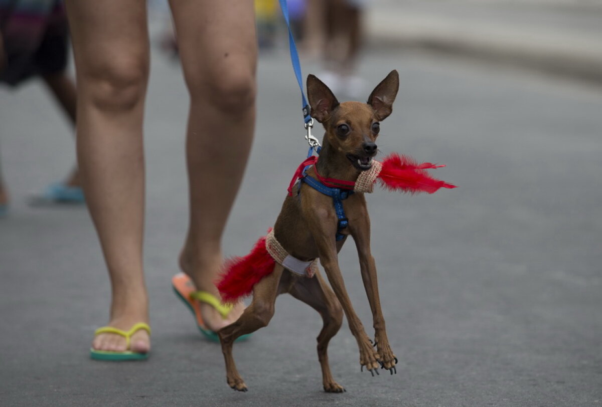 Carnavalul căţeilor, la Rio de Janeiro