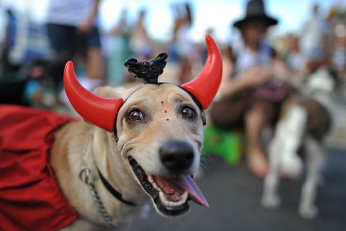 Carnavalul căţeilor, la Rio de Janeiro