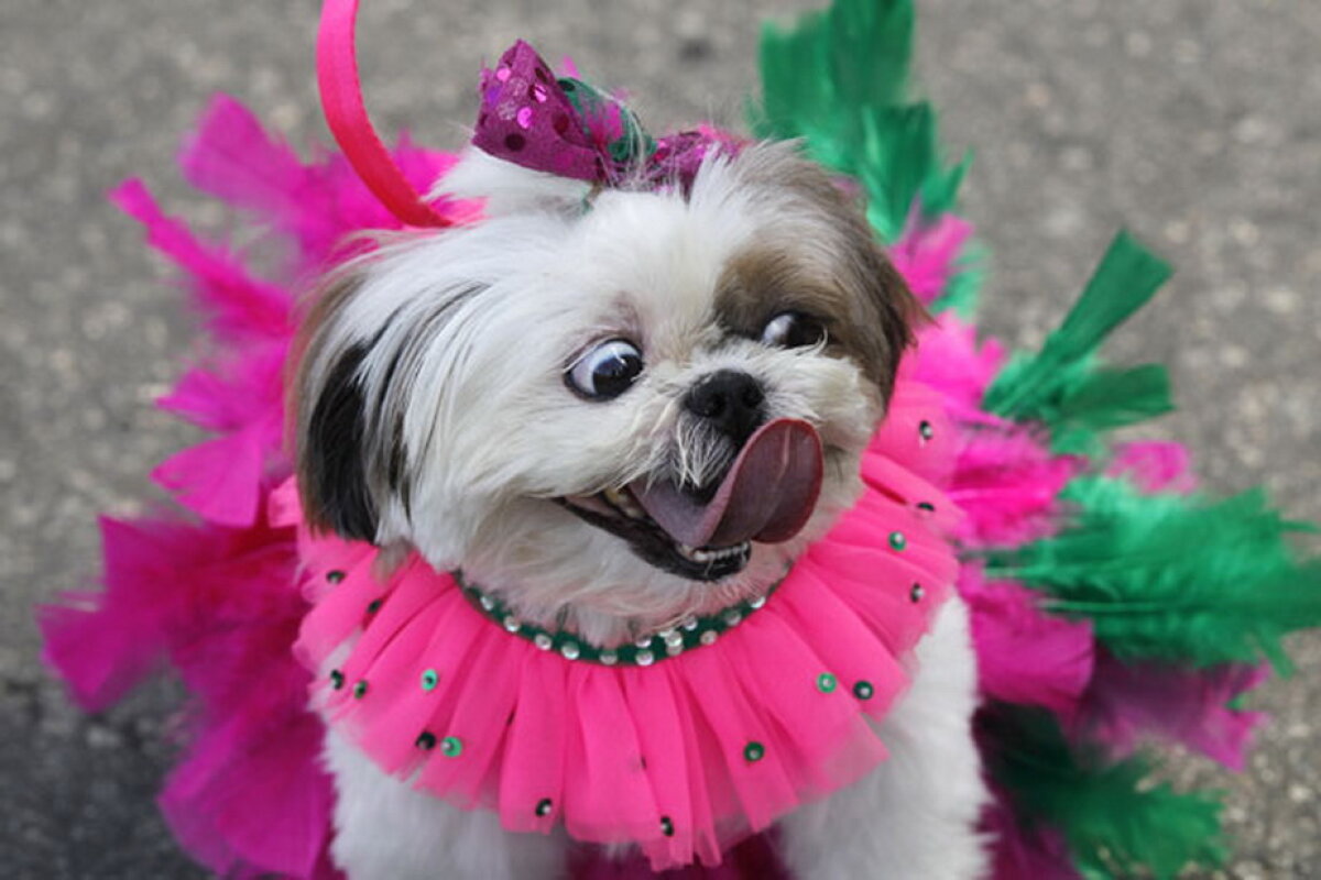 Carnavalul căţeilor, la Rio de Janeiro