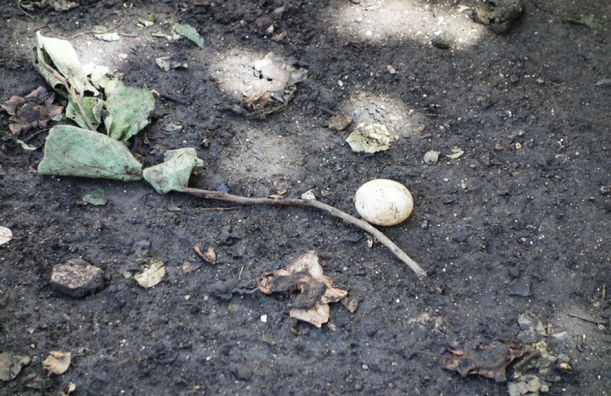 O femeie din Australia a descoperit un ou în grădină. A rămas mască cînd a văzut că iese ceva din el