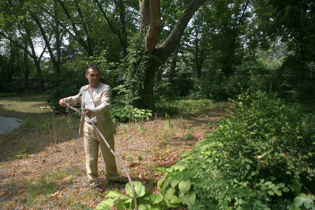 REPORTAJ INCREDIBIL Jaful SCANDALOS din pădurea Băneasa! "Becali muta stejarii din pădure în propria curte"
