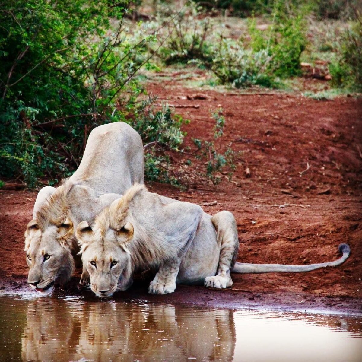 FOTO Grigor și iubirea din safari » Dimitrov are talent și la poze: imagini minunate surprinse în Africa