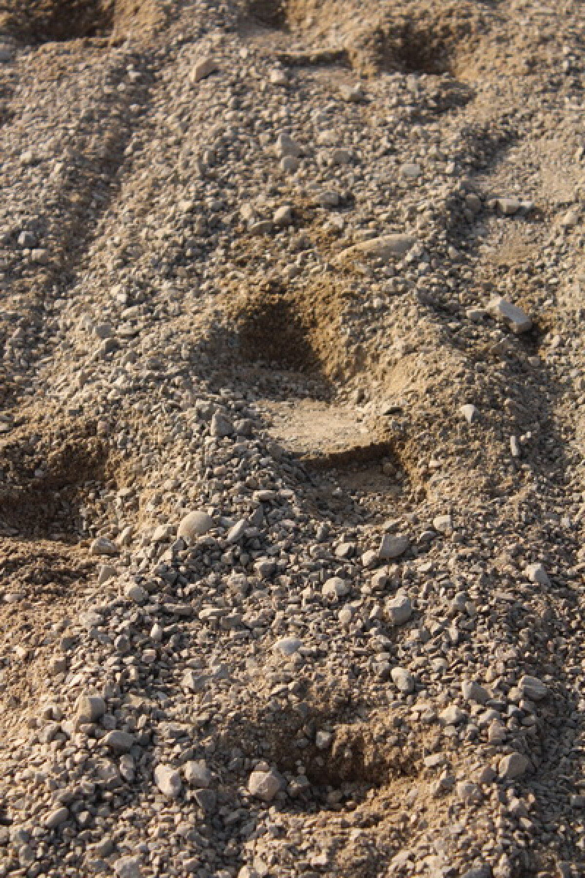 VIDEO+FOTO Imagini de la inaugurarea demonstrativă a hipodromului Ploiești 