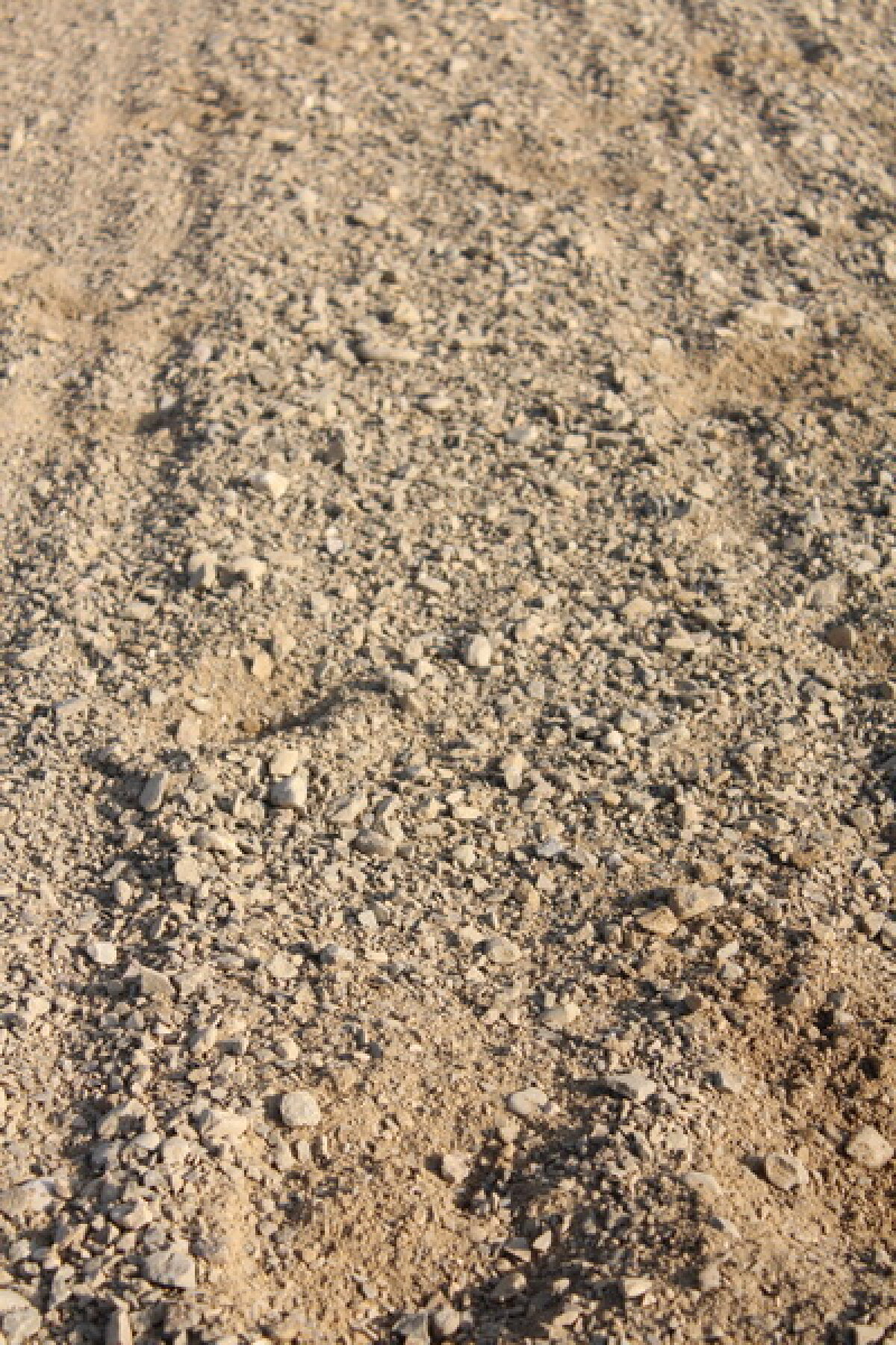 VIDEO+FOTO Imagini de la inaugurarea demonstrativă a hipodromului Ploiești 