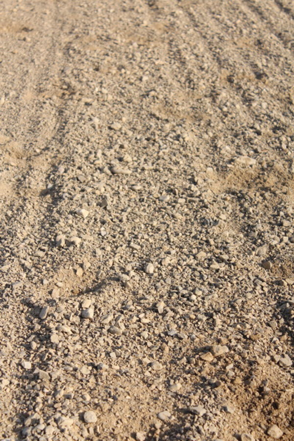 VIDEO+FOTO Imagini de la inaugurarea demonstrativă a hipodromului Ploiești 