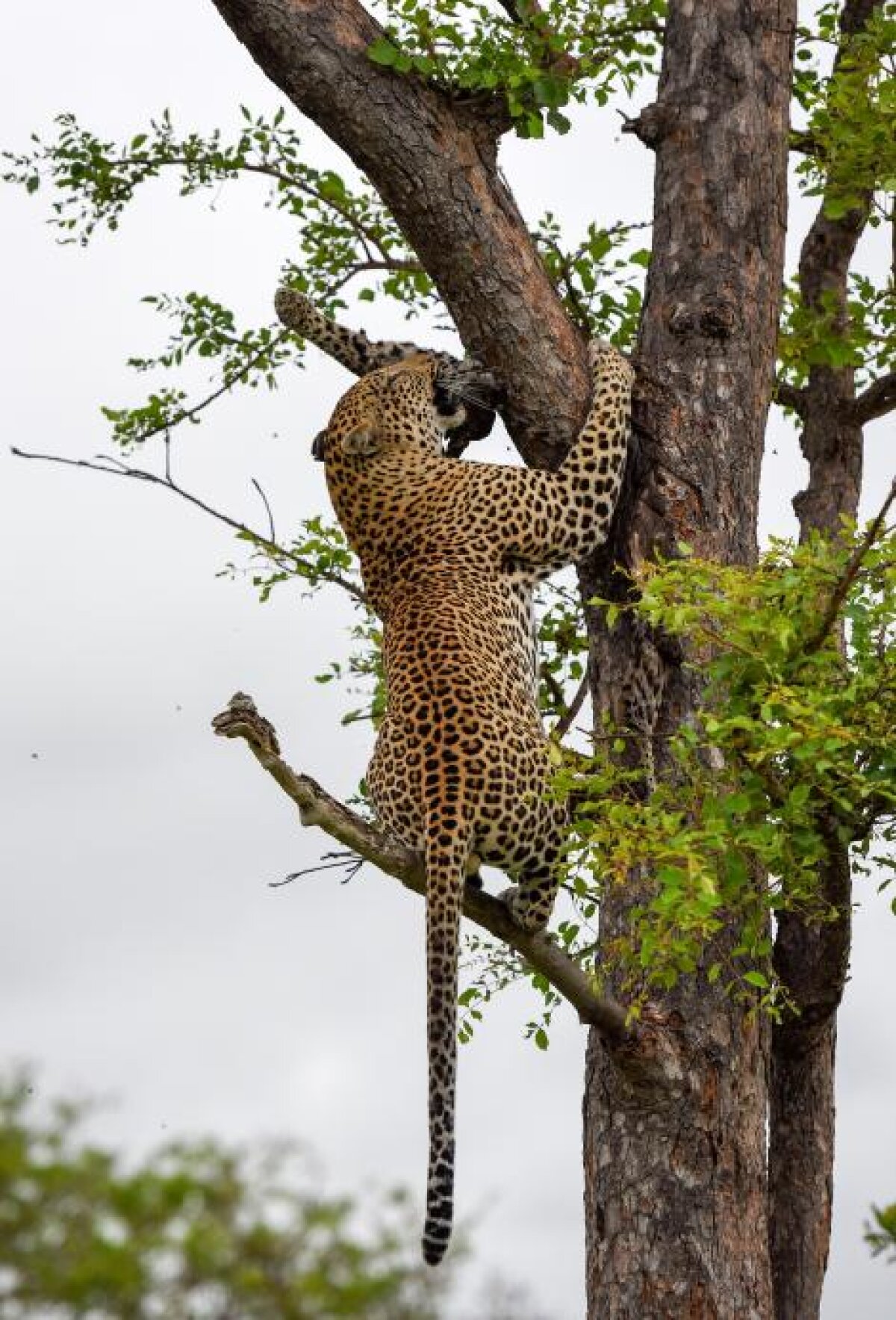 Fotografii dramatice! National Geographic a suprins imagini RARE: ce mănâncă acest leopard