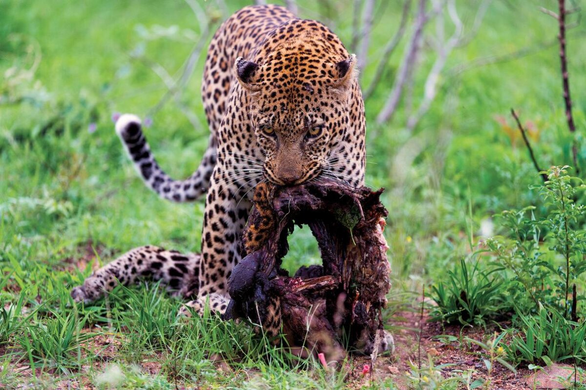 Fotografii dramatice! National Geographic a suprins imagini RARE: ce mănâncă acest leopard