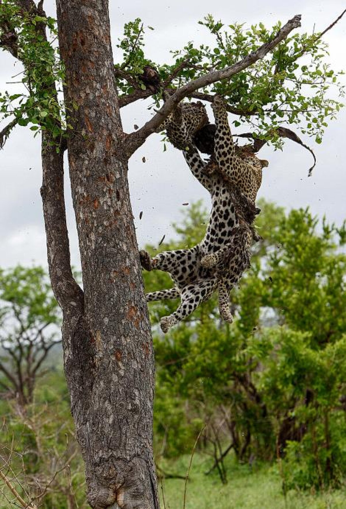 Fotografii dramatice! National Geographic a suprins imagini RARE: ce mănâncă acest leopard
