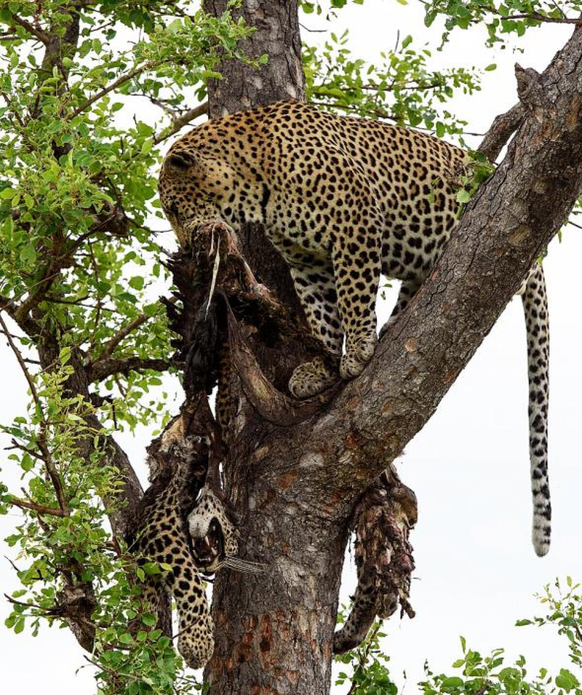 Fotografii dramatice! National Geographic a suprins imagini RARE: ce mănâncă acest leopard