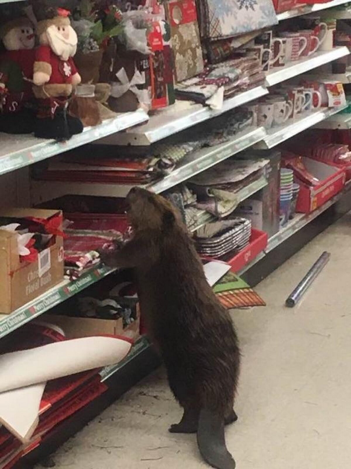 FOTO » Un castor a distrus un magazin de cadouri pentru Crăciun