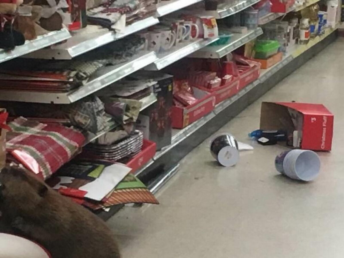 FOTO » Un castor a distrus un magazin de cadouri pentru Crăciun