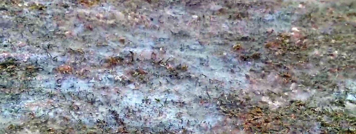 GALERIE FOTO Poftiți la fotbal, dacă aveți curaj! Cum arată gazonul de la Târgu Mureș cu puțin timp înainte de ASA - Pandurii