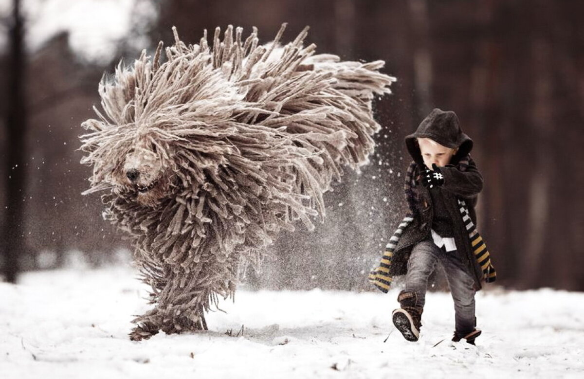 FOTO » Cele mai tari imagini cu un câine! Sunt abslout spectaculoase